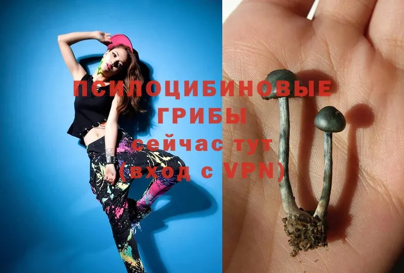 где можно купить   Жирновск  Галлюциногенные грибы MAGIC MUSHROOMS 